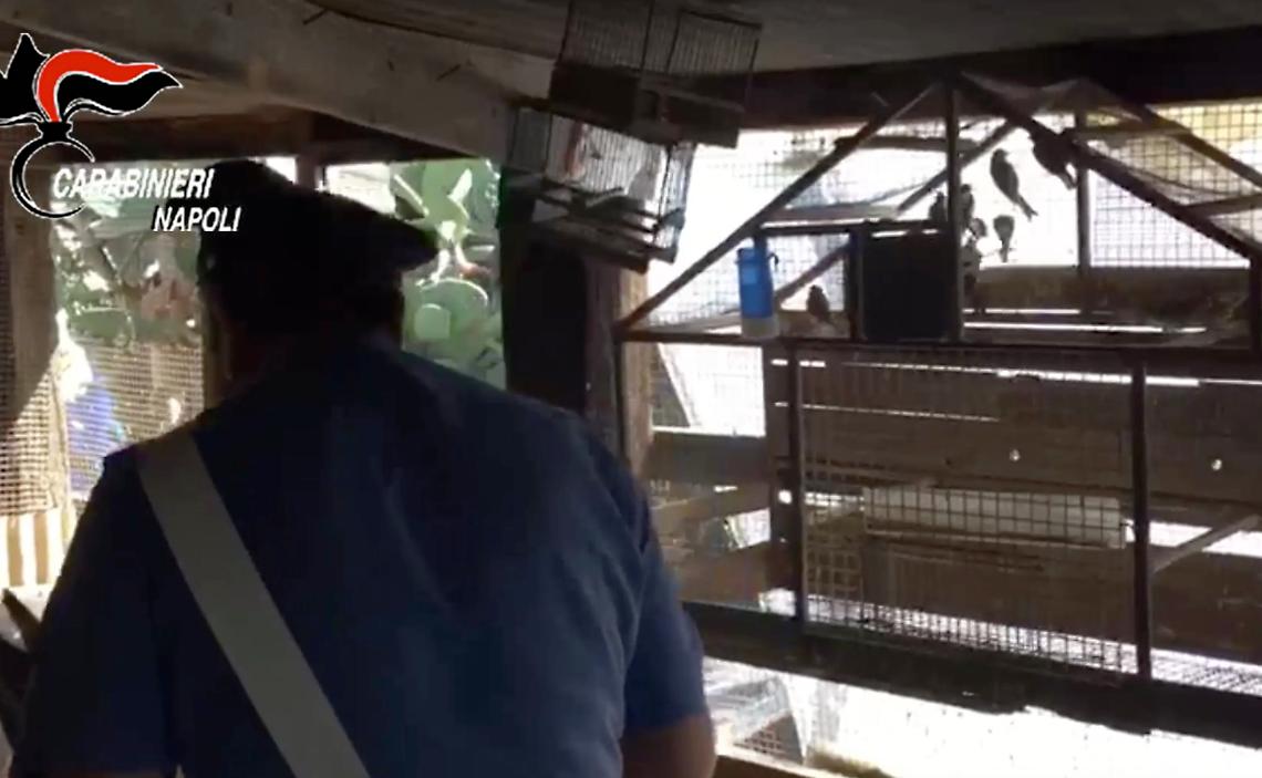 Uccellini di specie protetta in gabbia, denunciato 58enne di Boscoreale