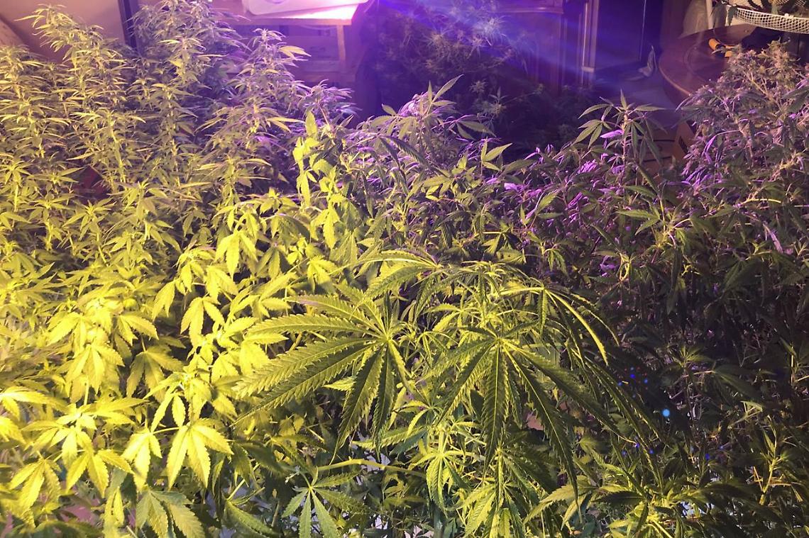 Piantagioni di marijuana a Quarto e Marano: 3 arresti