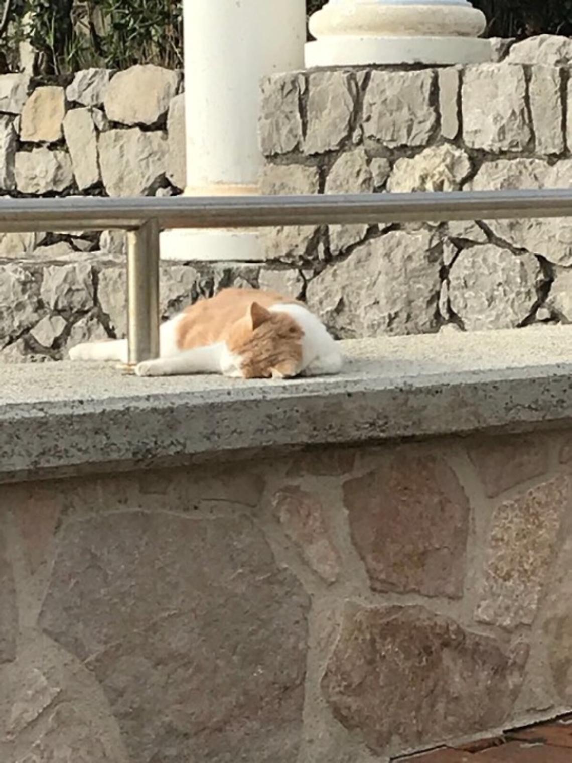 Orrore a Massa Lubrense: strage di gatti a Marina del Cantone
