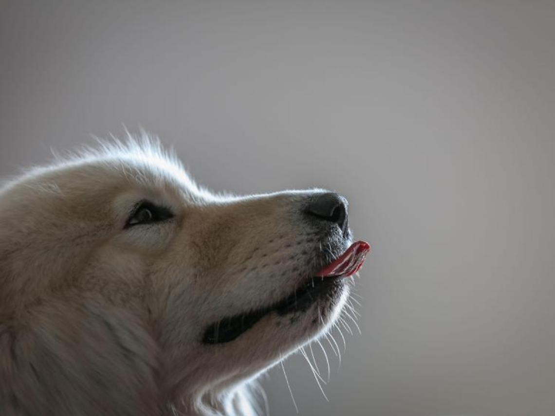 L’amore per gli animali si dimostra con gli strumenti e le regole certe