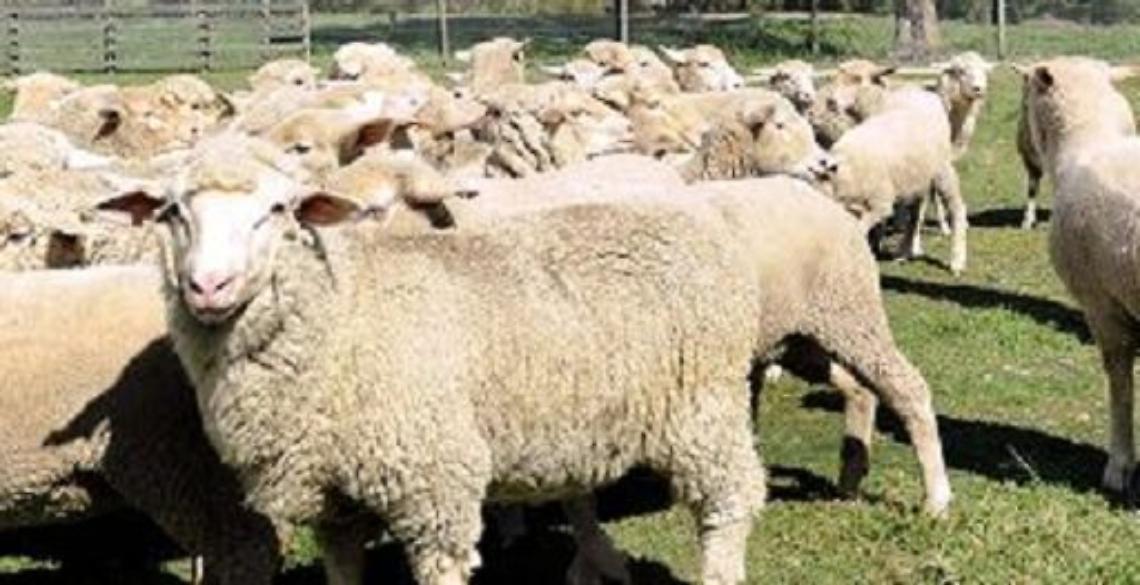 Le pecore nei parchi per tosare l'erba di Roma