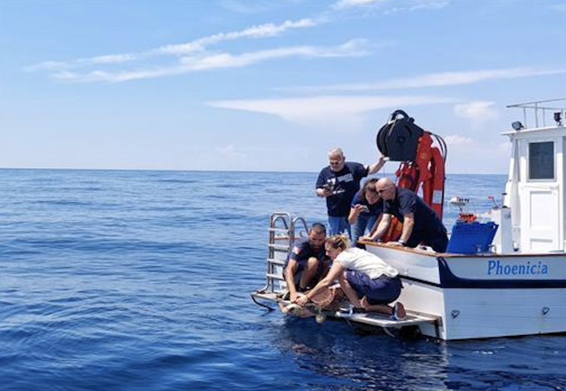 Quattro tartarughe liberate al largo di Ischia