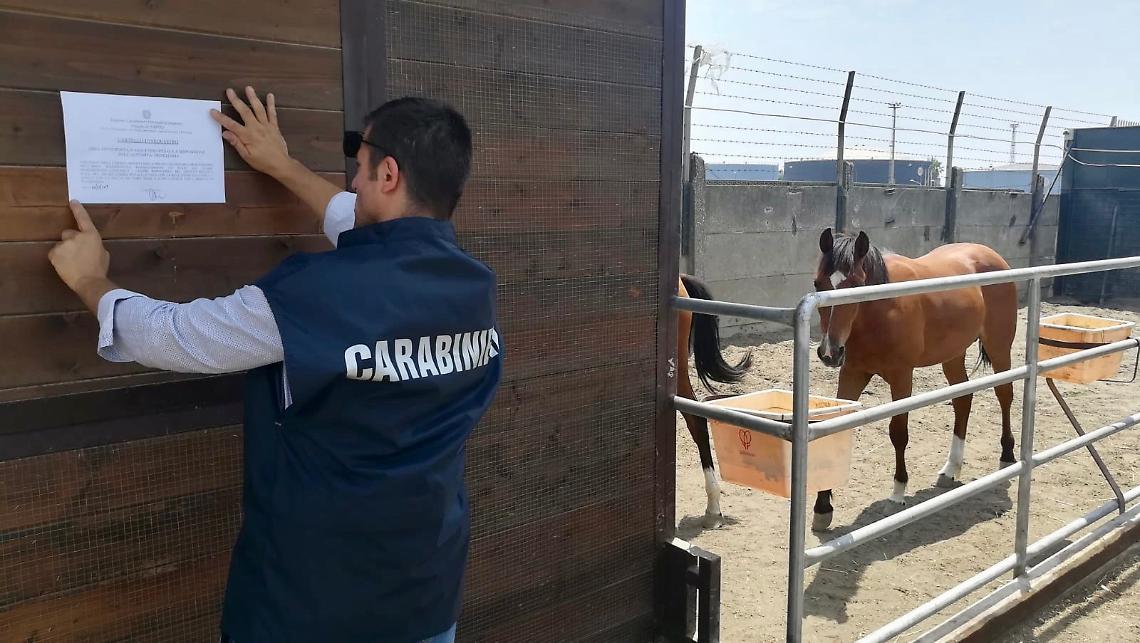 Box abusivi utilizzati come scuderie per cavalli, 25enne nei guai