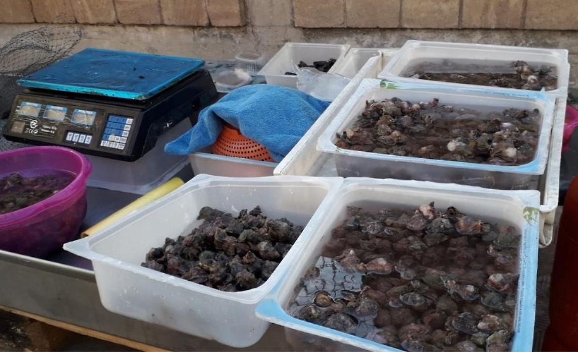 Vendita abusiva di molluschi, controlli straordinari dell'Asl