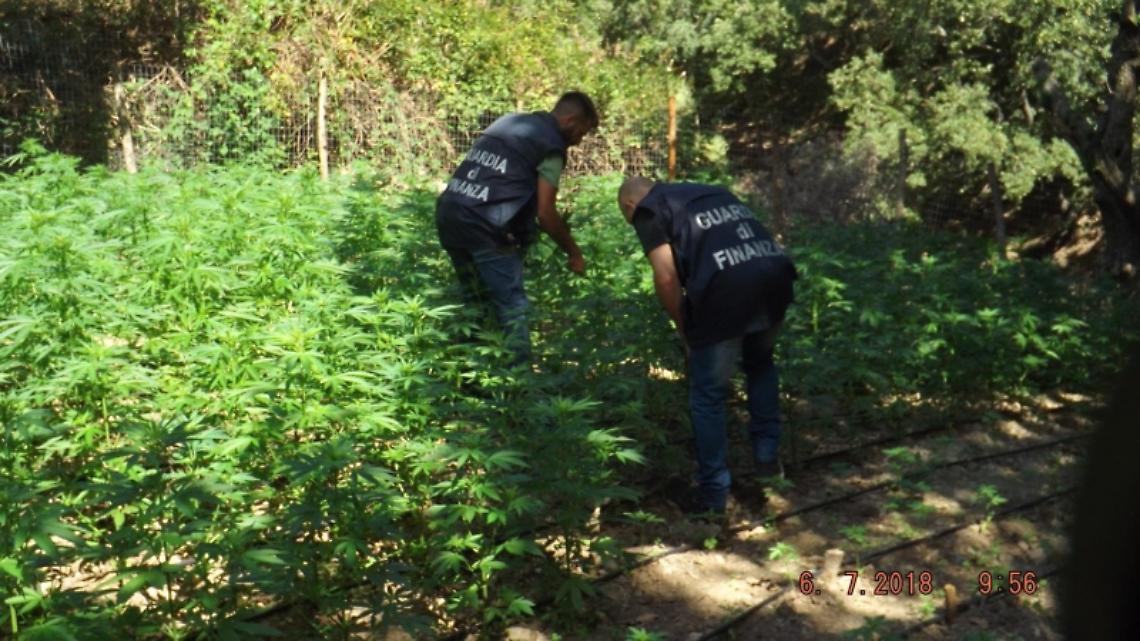 Ischia, sequestrata maxi piantagione di marijuana