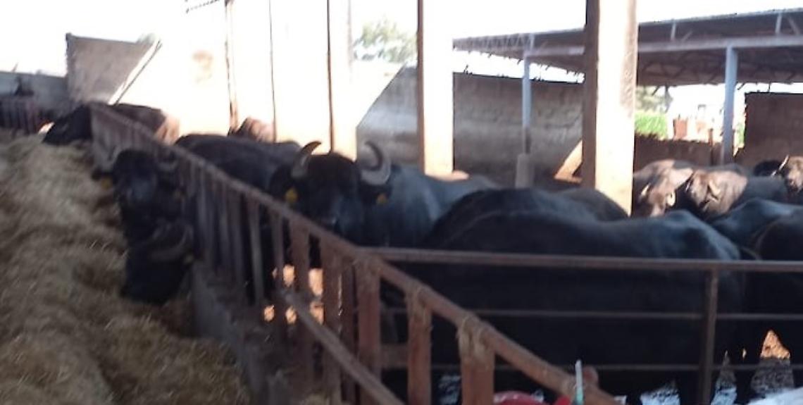Abbattono i vitelli per la brucellosi, allevatore colto da malore