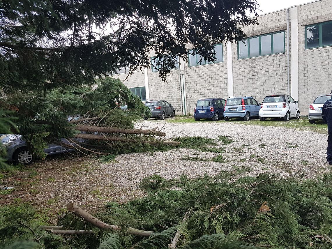 Vento abbatte albero nel cortile della “Falcone" a Pianura