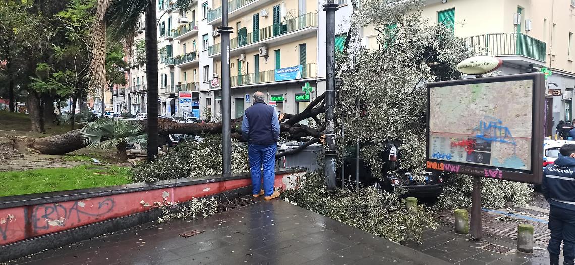 Maltempo a Napoli, albero abbattuto dal vento: tragedia sfiorata a piazza Cavour