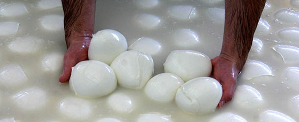 Cnr Napoli, test per scovare latte straniero nella mozzarella di bufala