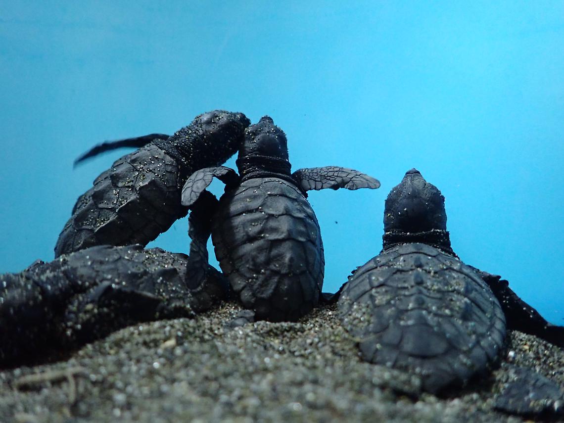 Punta Campanella, domani si liberano in mare 14 tartarughine