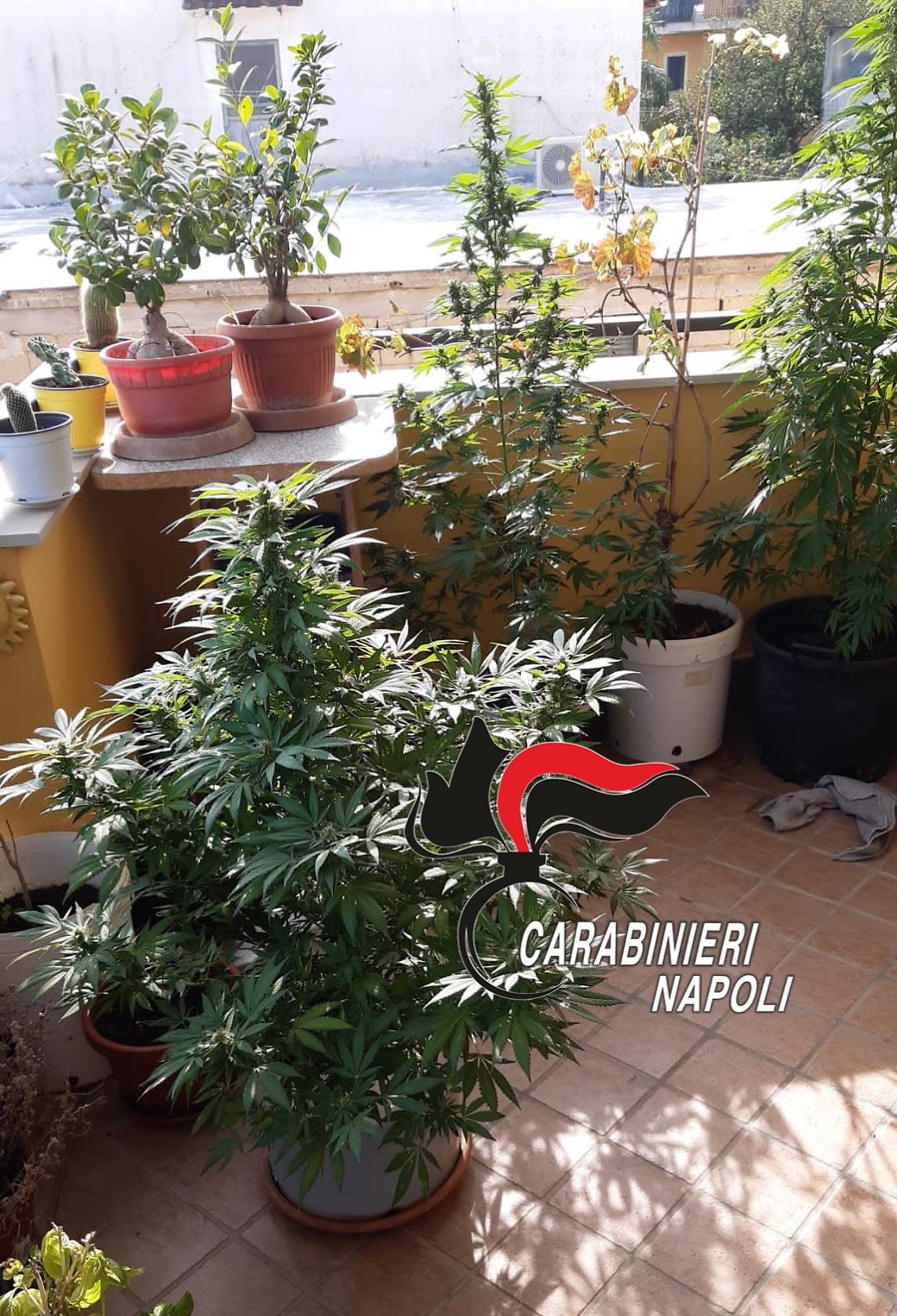 Calvizzano, coltiva marijuana e viene arrestato