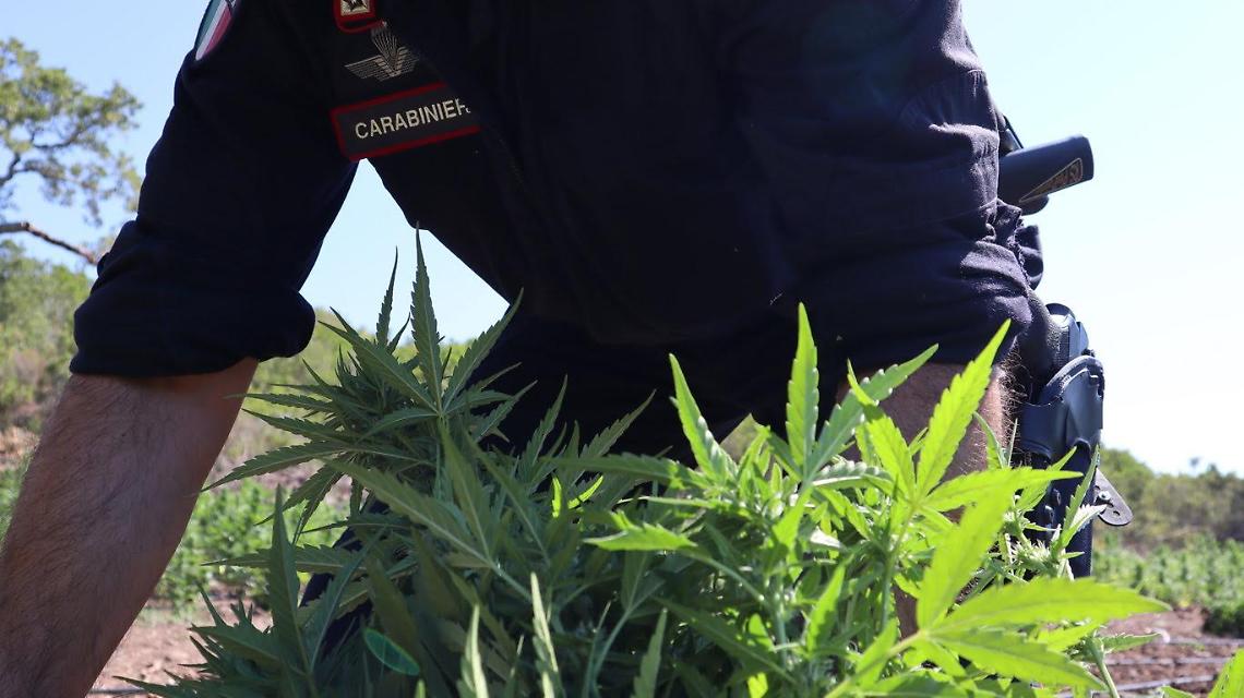 Sequestrata una piccola piantagione di droga a Caivano