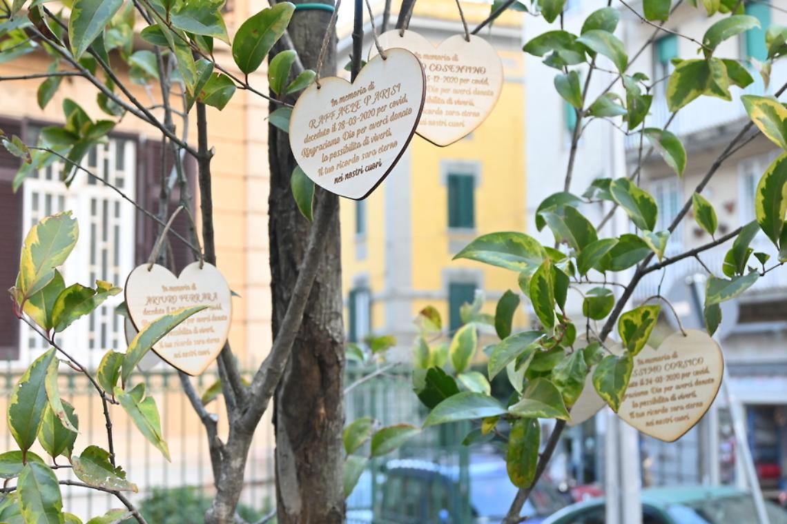 Piantato a Materdei l’albero per le vittime napoletane del Covid  