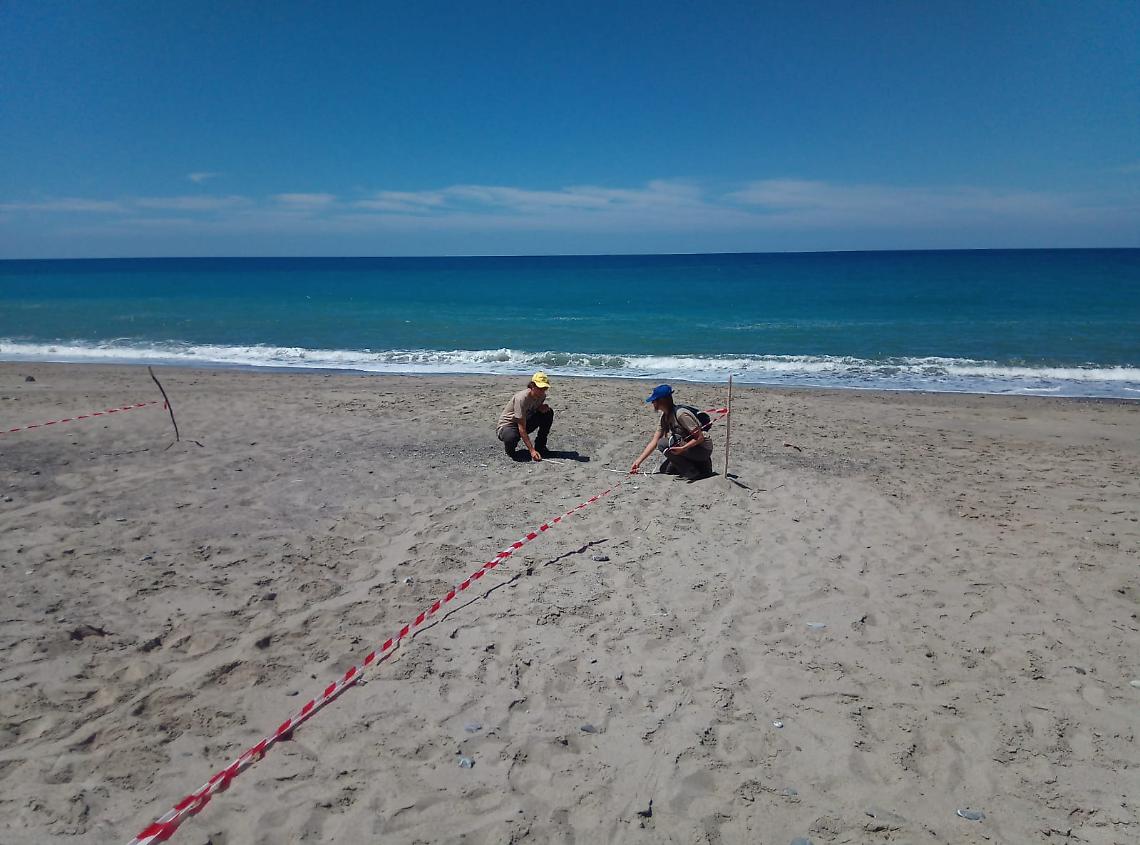 Tartarughe a Marina di Camerota, appello dell'Enpa