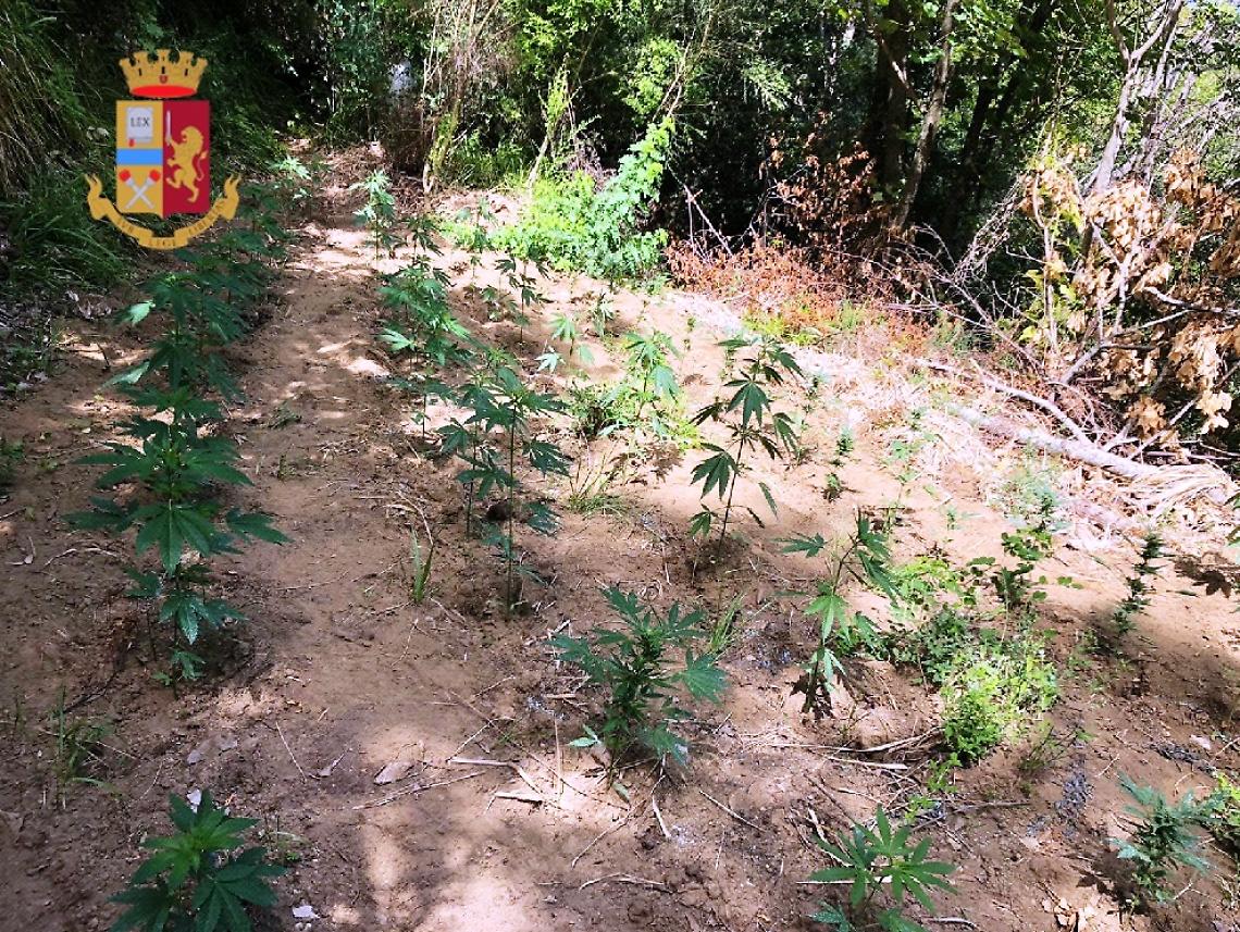 Sequestrate 200 piante di canapa indiana sul Faito