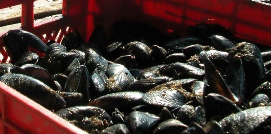 Stop tradizione, cozze e vongole in caduta libera