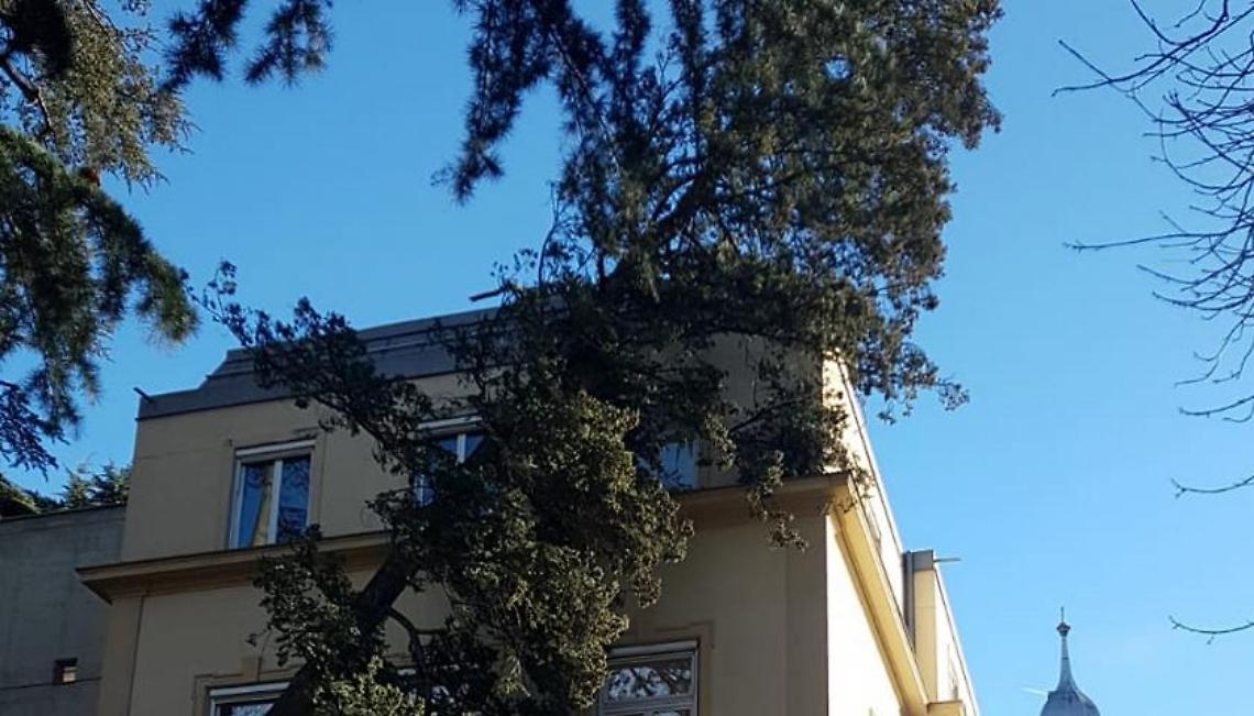 Maltempo: a Firenze albero cade su palazzo, famiglie evacuate