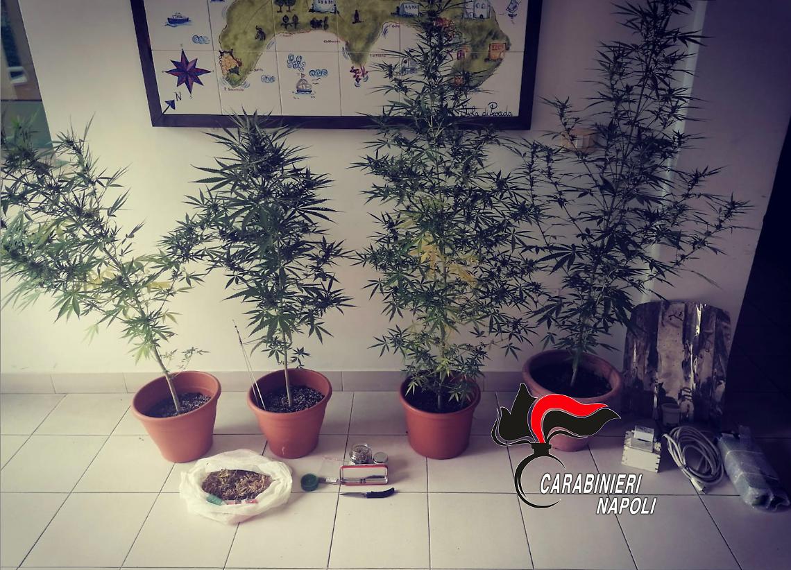Coltiva marijuana in casa, arrestato 31enne a Procida