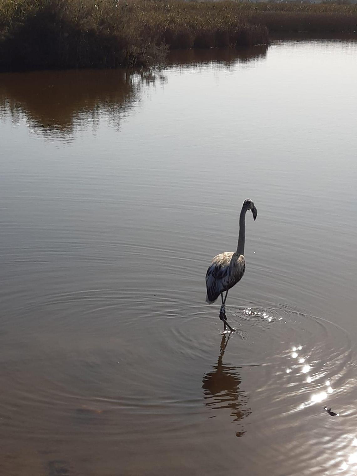 Torna libero il piccolo fenicottero rosa curato a Napoli