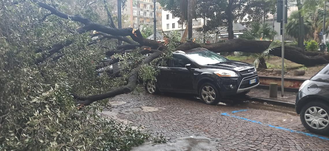 Alberi, Comune senza agronomi 