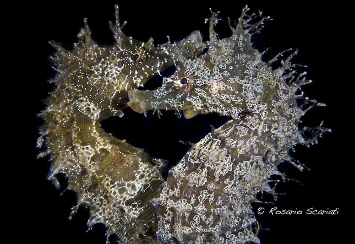 Fotografia, i cavallucci marini di Punta Campanella conquistano “Obiettivo Terra"