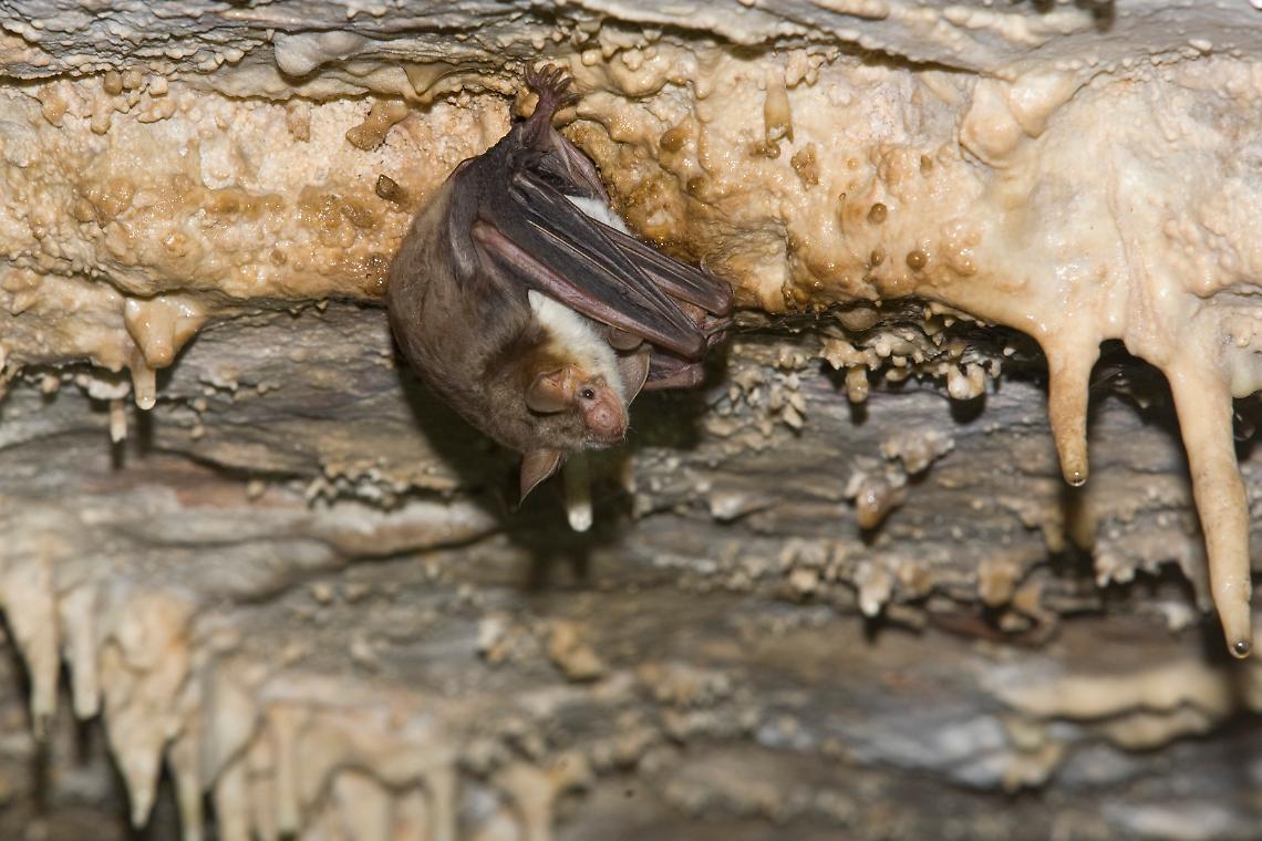 Ricerca federiciana: i pipistrelli imitano i calabroni per spaventare i predatori