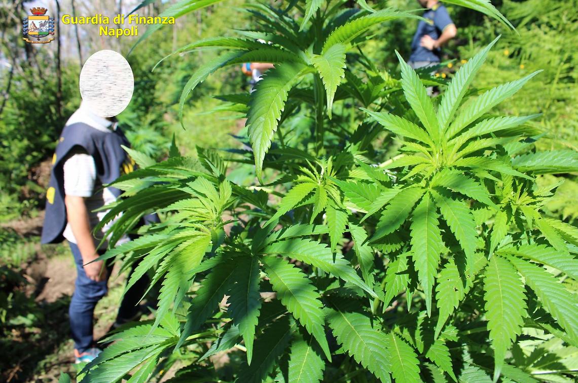 Sequestrate due piantagioni di marijuana sui Monti Lattari