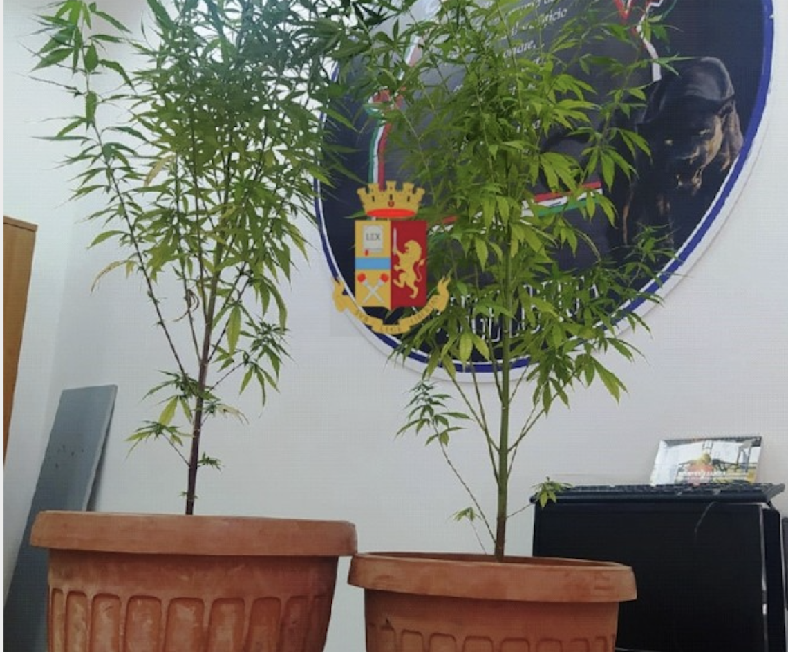 Due piante di marijuana in casa, un denunciato al Vasto