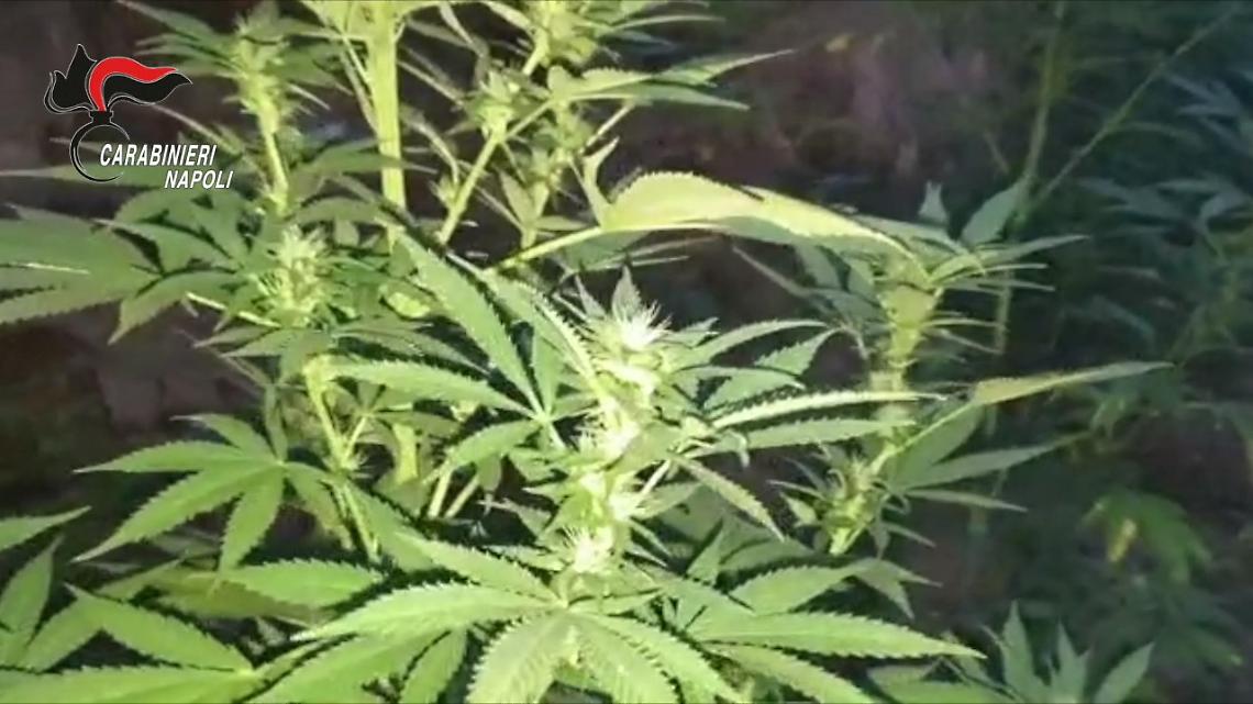 Piantagione di marijuana a Qualiano, tre arresti: sequestrate 88 piante