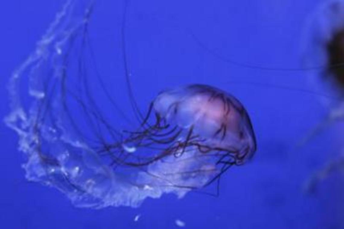 Punta da medusa, bimba italiana muore nelle Filippine