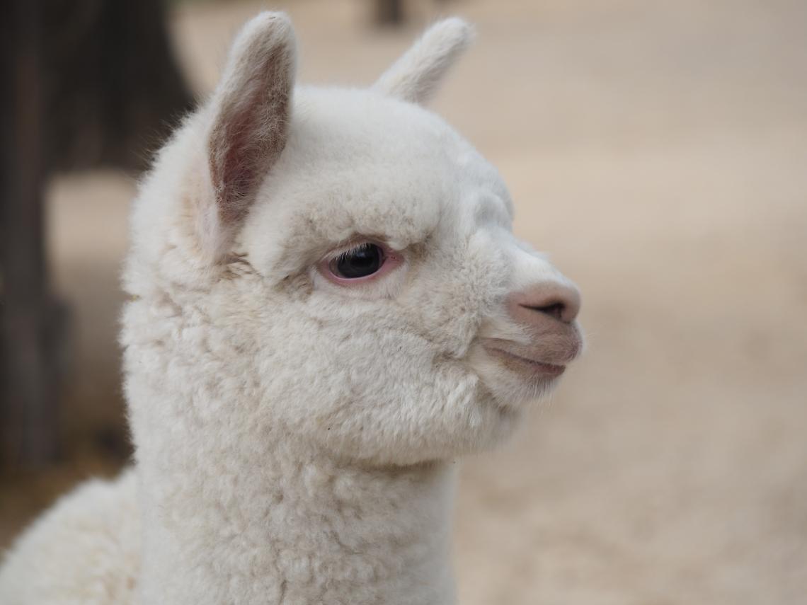 Allo Zoo di Napoli è nato Teo, cucciolo di alpaca