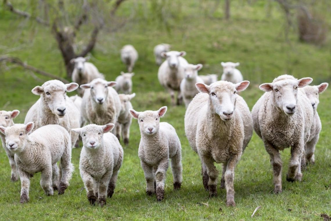 Blue tongue, oltre 300 animali morti in Irpinia