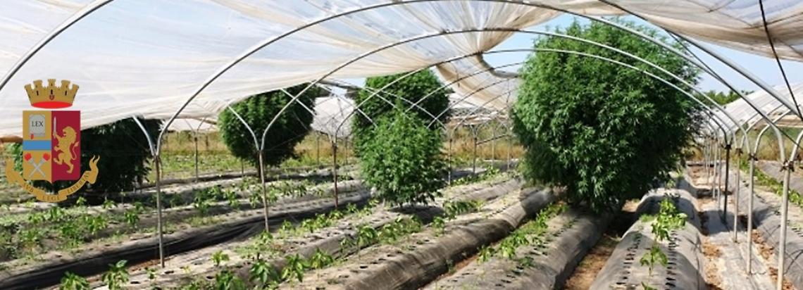 Marijuana in azienda di produzione ortaggi, due arresti a Giugliano