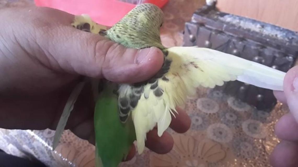 Sequestrati pappagallini, avevano le ali tagliate per non volare