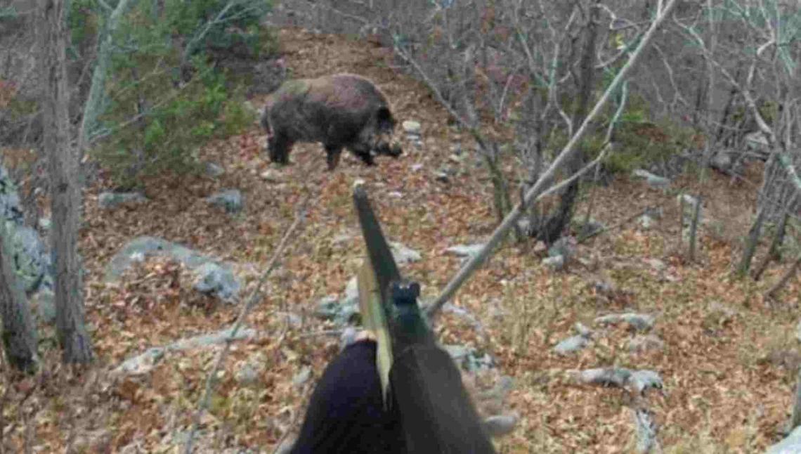 Tragedia durante la caccia, spara a un cinghiale: l'animale reagisce e lo uccide