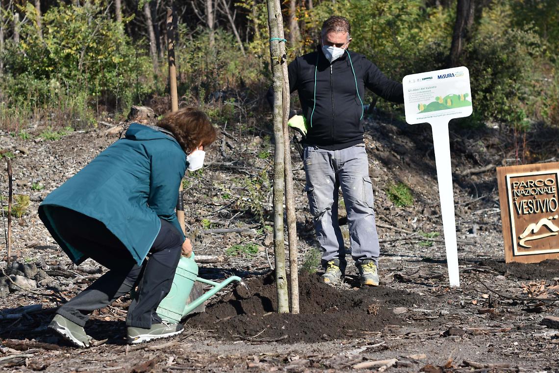 Al via la forestazione, 1.300 nuove piante nel Parco del Vesuvio