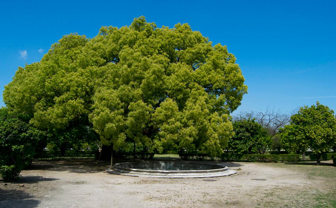 Giornata dell'albero, alla scoperta dei sei esemplari monumentali di Capodimonte