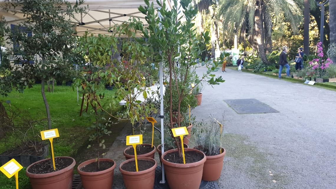 Napoli, l'università Federico II dona piante al Comune