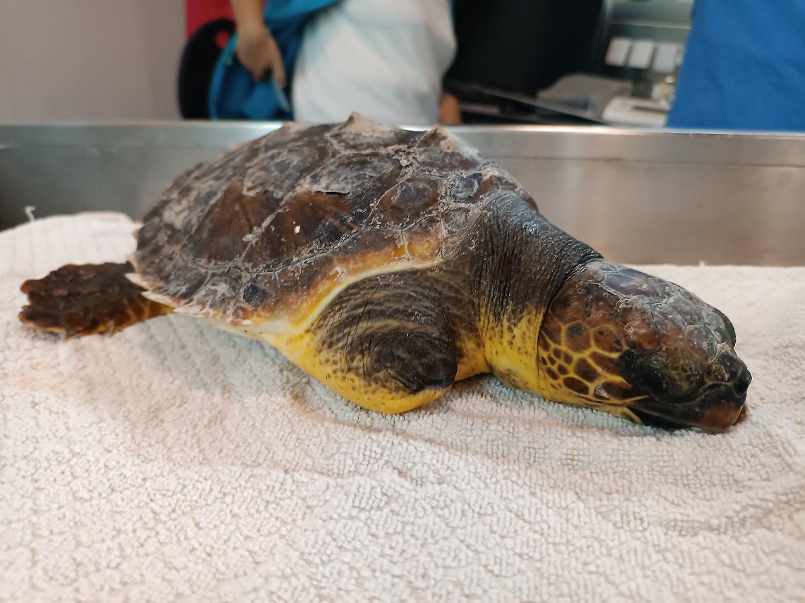 Due esemplari di tartarughe marine recuperate e messe in salvo