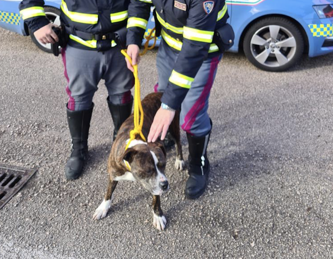 Preso il ras della droga