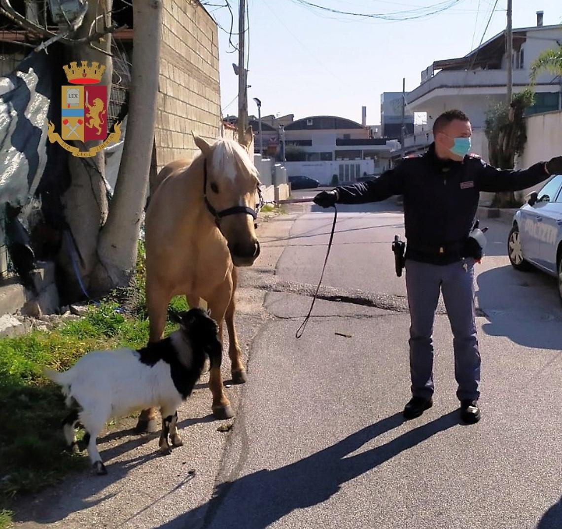 Coronavirus, porta a spasso capra e cavallo: denunciato a Giugliano