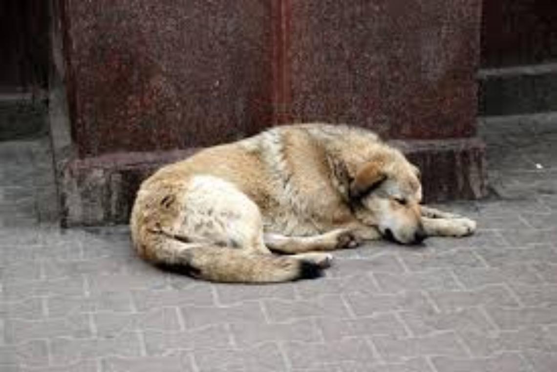 Canile comunale su bene confiscato alla criminalità organizzata