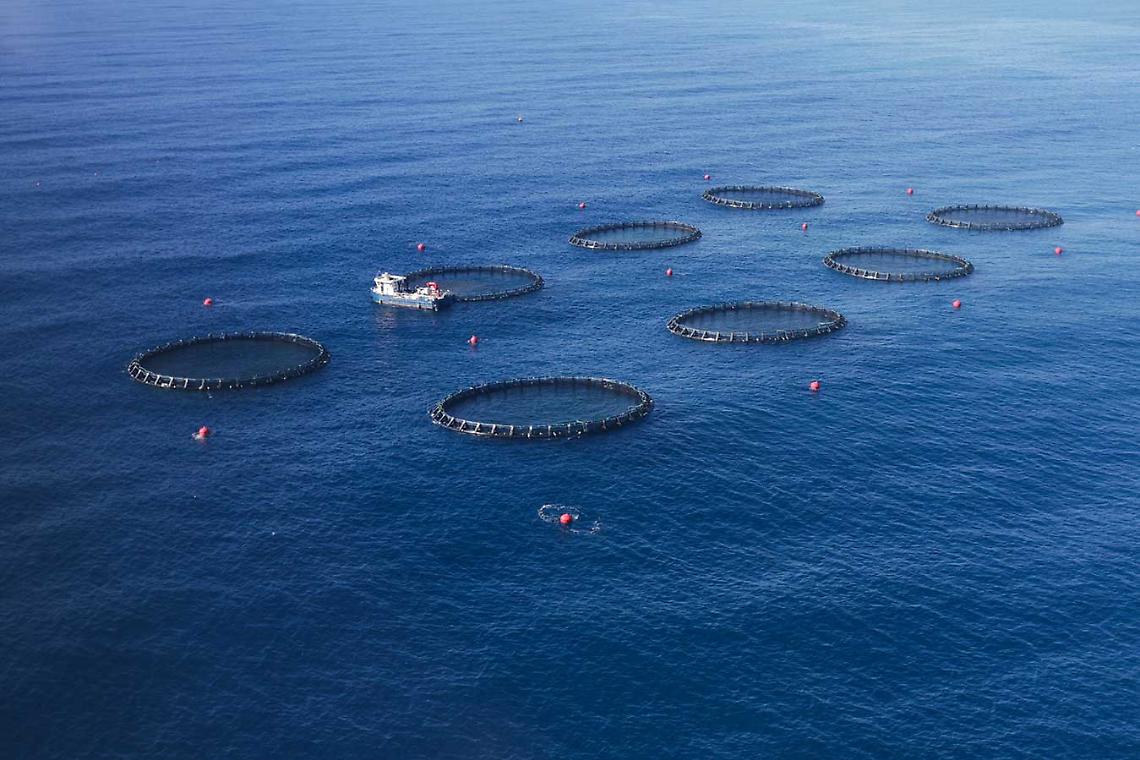 Pesce rubato alle pescherie: 6 arresti
