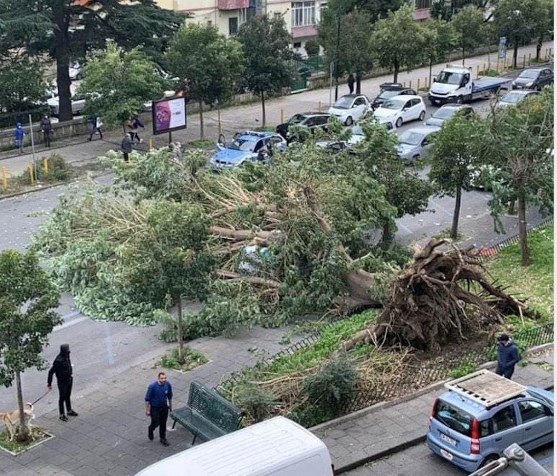 Maltempo, crolla albero: tragedia sfiorata a Fuorigrotta