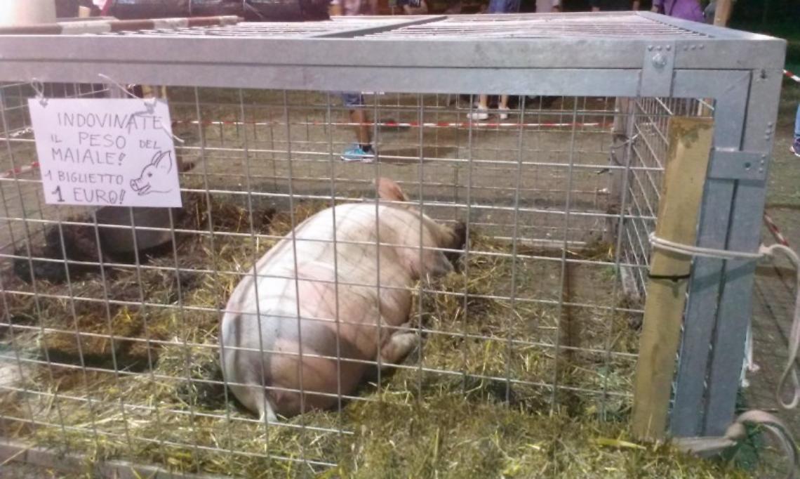 Lotteria parrocchiale, si vince un maiale: insorge la comunità Veg