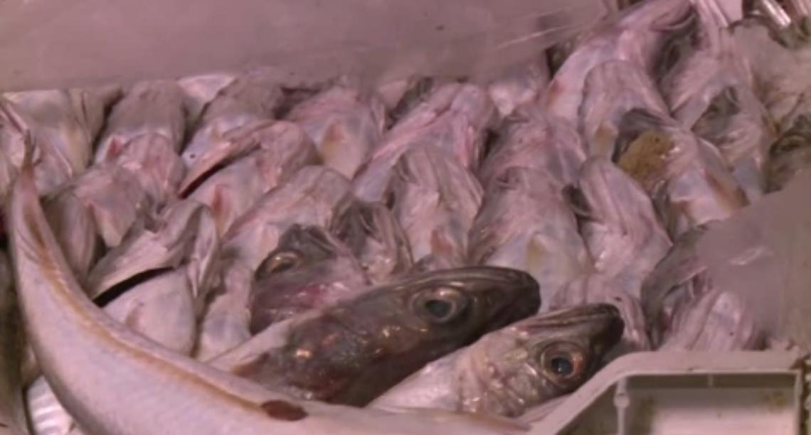Pozzuoli, sequestrati 120 chili di prodotti ittici senza tracciabilità