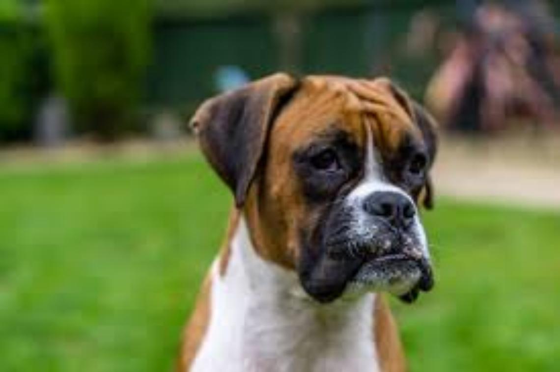 Tredicenne azzannato da un boxer