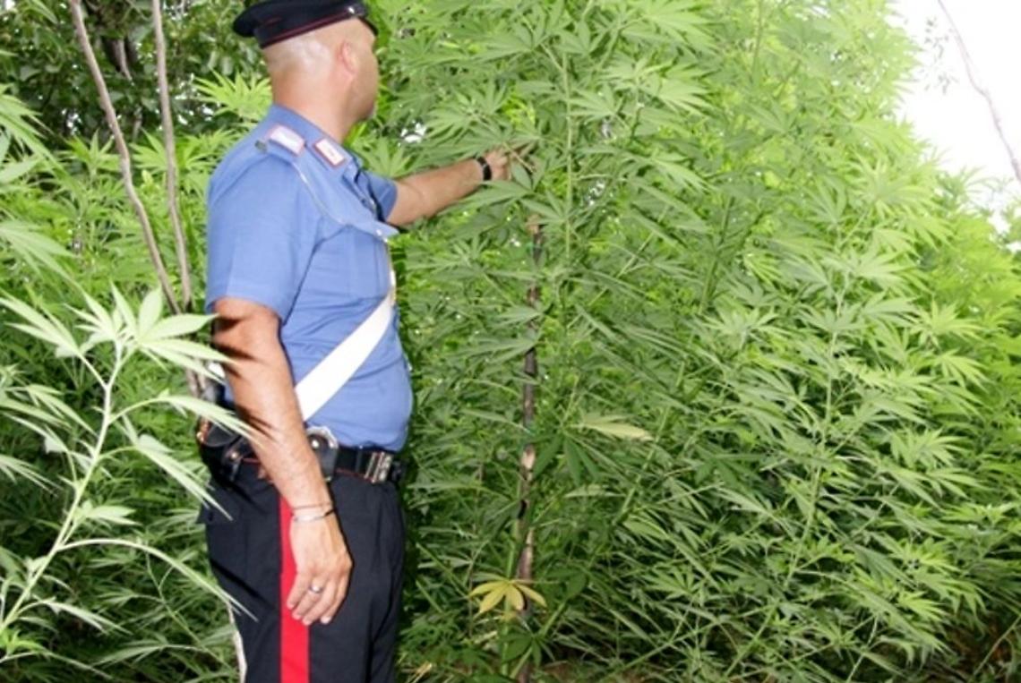 Monti Lattari, distrutte 5.600 piante di cannabis