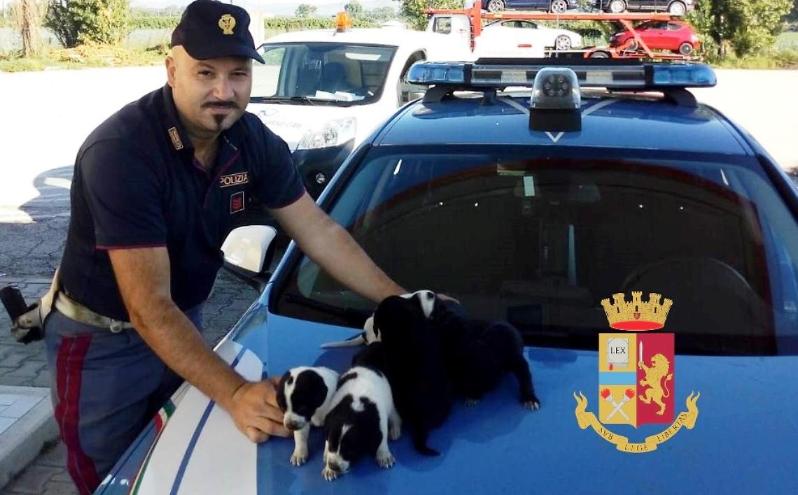 Sette cuccioli salvati dalla polizia