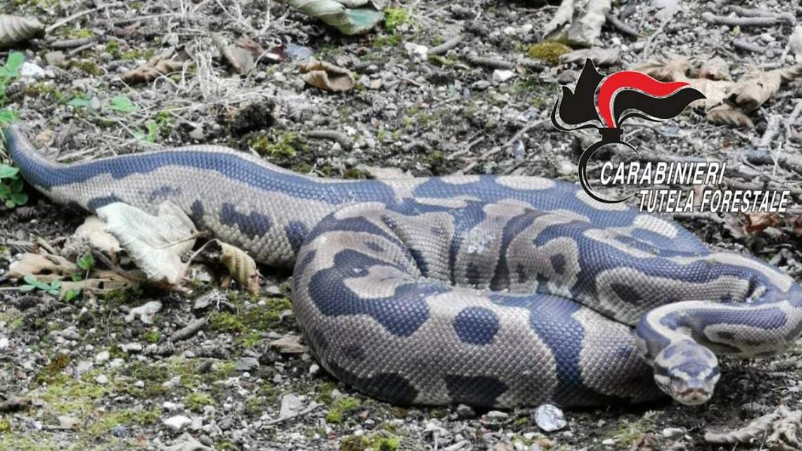 Pitone reale ritrovato in un fondo agricolo